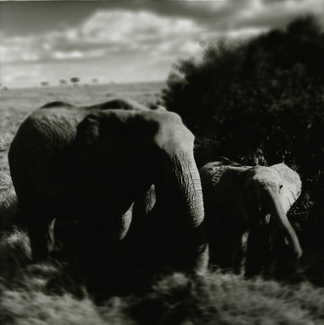 Mother with baby - African elephants, Masai Mara Mother with baby - African elephants, Masai Mara