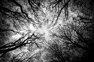 Canopy 02 Canopy 02