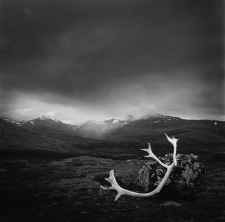 Antler Antler