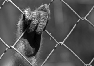 Gibbon Hand Gibbon Hand